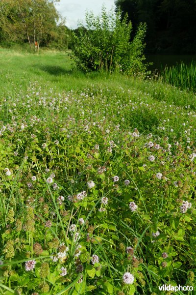 HGB Zilverschoongrasland