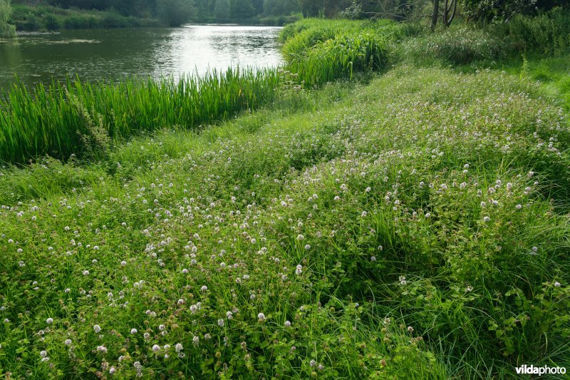 HGB Zilverschoongrasland