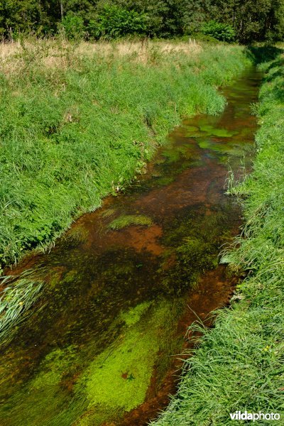 Beek met weelderige plantengroei