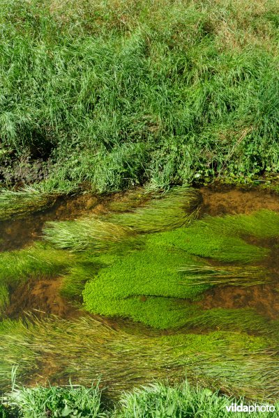 Beek met weelderige plantengroei