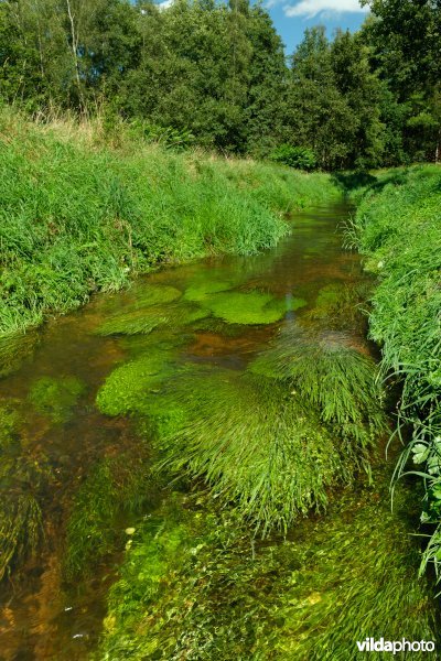 Beek met weelderige plantengroei