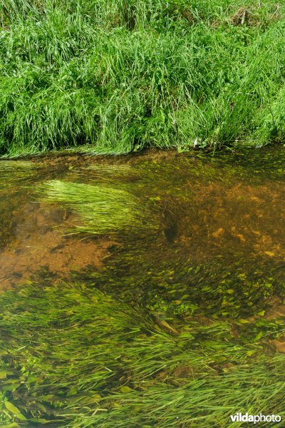 Beek met weelderige plantengroei