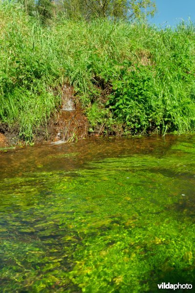 Beek met weelderige plantengroei