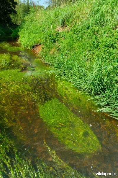 Beek met weelderige plantengroei