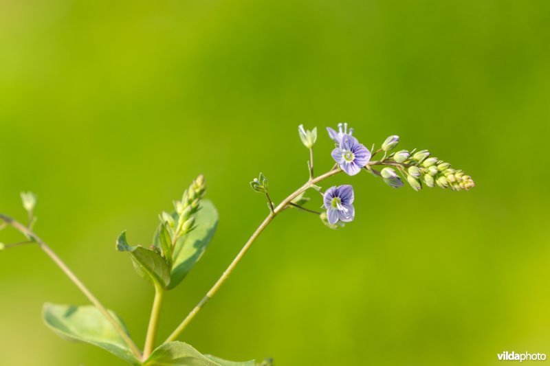 Blauwe waterereprijs