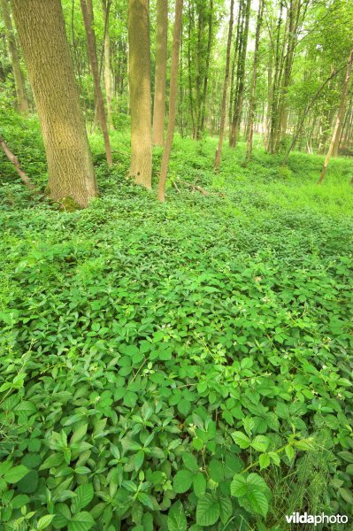 Bosreservaat Teuvenerberg