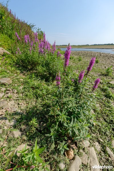 Pioniersvegetatie in de Maasbedding