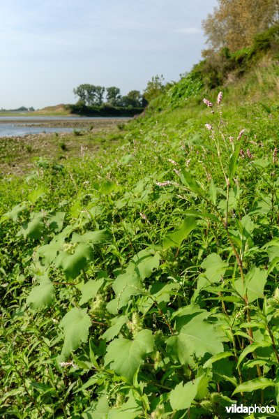 Pioniersvegetatie met stekelnoot