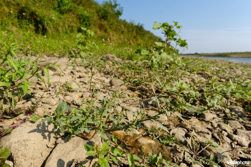 Pioniersvegetatie met zeegroene ganzenvoet