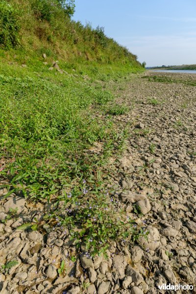 Blauwe waterereprijs aan de Maas