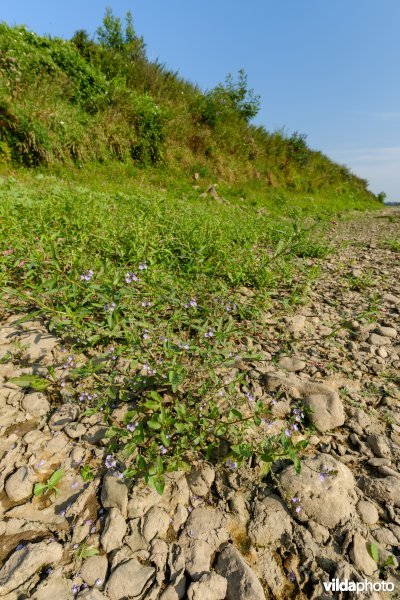 Blauwe waterereprijs aan de Maas