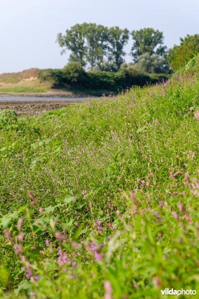 Pioniersvegetatie in de Maasbedding