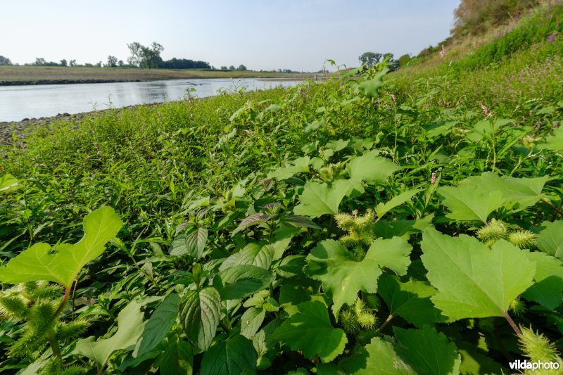 Pioniersvegetatie met stekelnoot