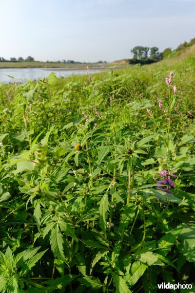 Pioniersvegetatie met stekelnoot, tandzaad en perzikkruid