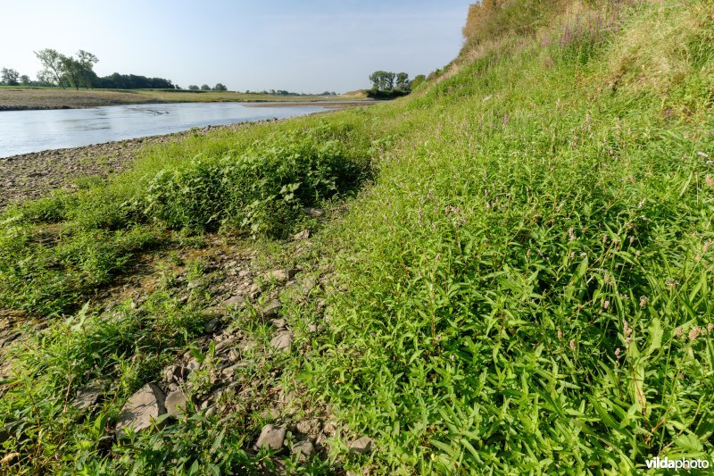 Pioniersvegetatie met perzikkruid en waterpeper