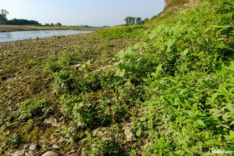 Pioniersvegetatie met tandzaad en stekelnoot