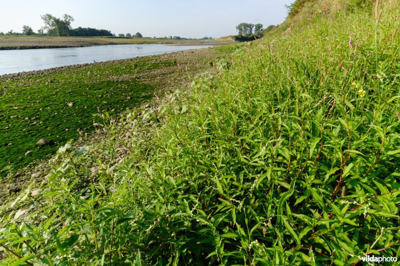 Pioniersvegetatie met waterpeper