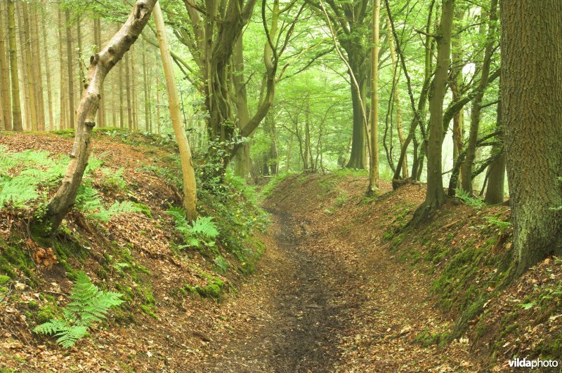 Bosreservaat Teuvenerberg