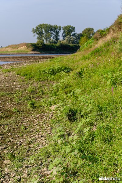 Pioniersvegetatie met stekelnoot in de Maasbedding