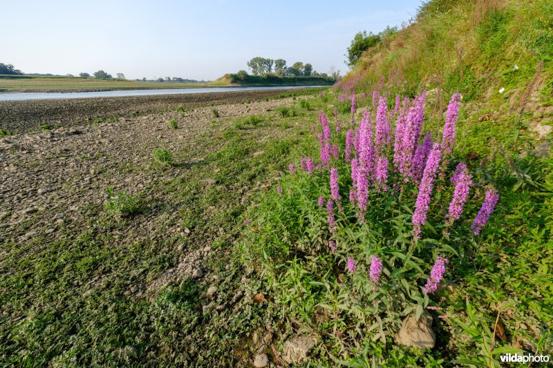 Pioniersvegetatie in de Maasbedding