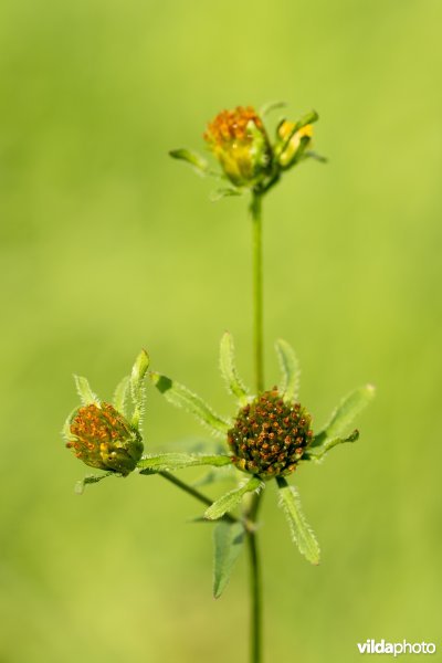 Zwart tandzaad