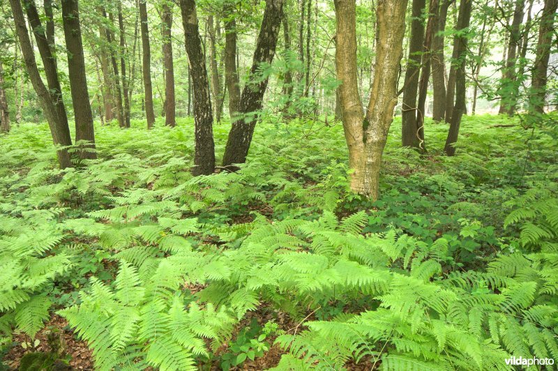 Bosreservaat Vrouwenbos