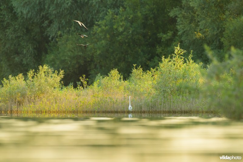 Grote zilverreiger in de Millingerwaard