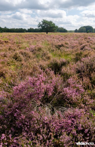 Structuurrijke droge Europese heide