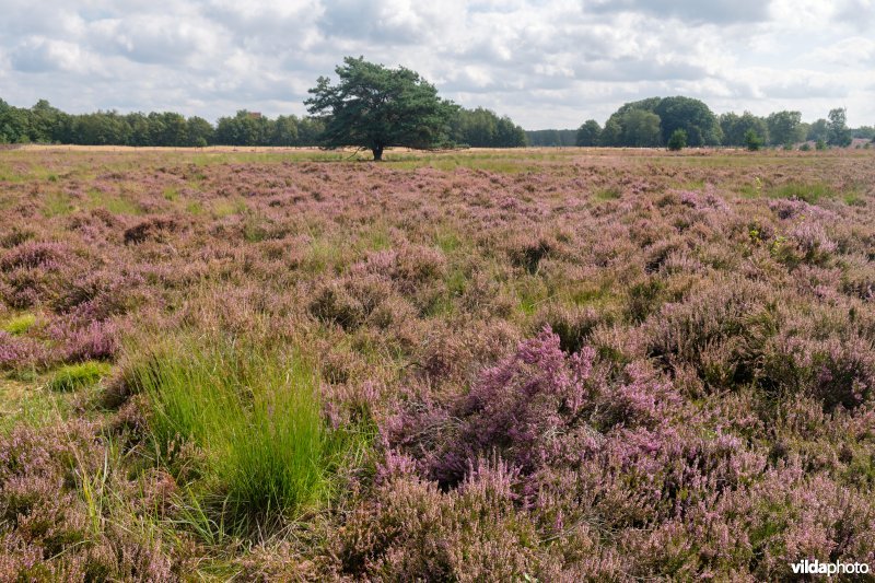 Structuurrijke droge Europese heide