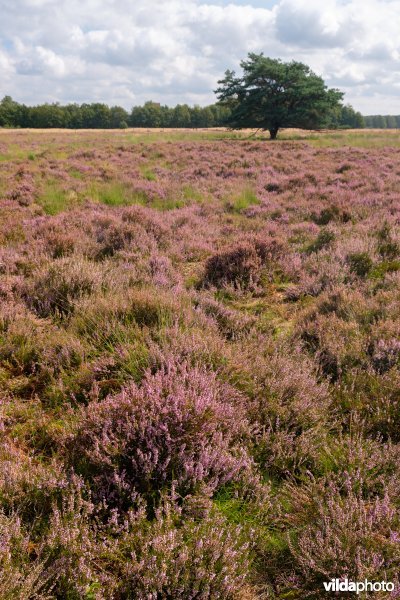 Structuurrijke droge Europese heide