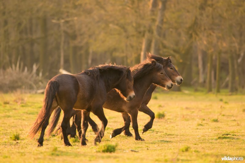 Exmoor pony in De Maashorst
