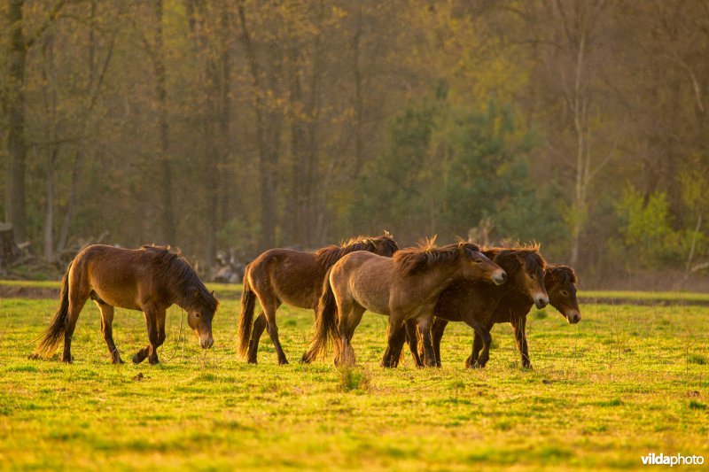 Exmoor pony in De Maashorst