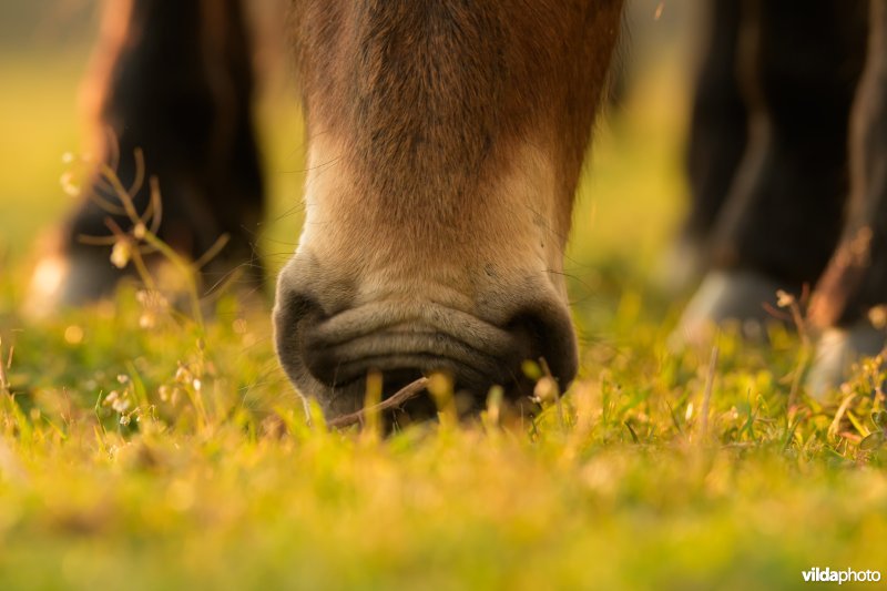 Exmoor pony in De Maashorst