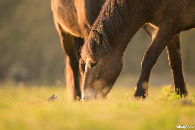 Exmoor pony in De Maashorst