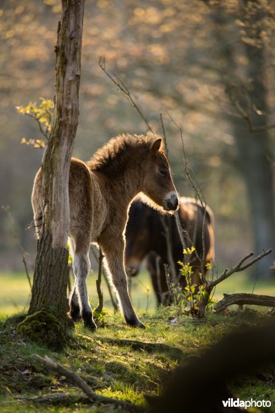 Exmoor pony in De Maashorst