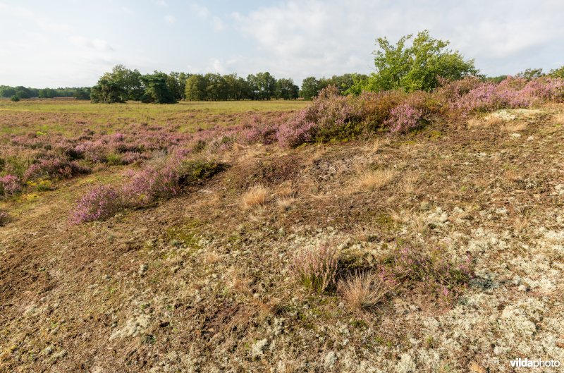 Overgang van buntgrasvegetatie naar heide