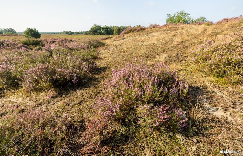 Overgang van buntgrasvegetatie naar heide