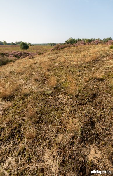 Buntgras op een landduin