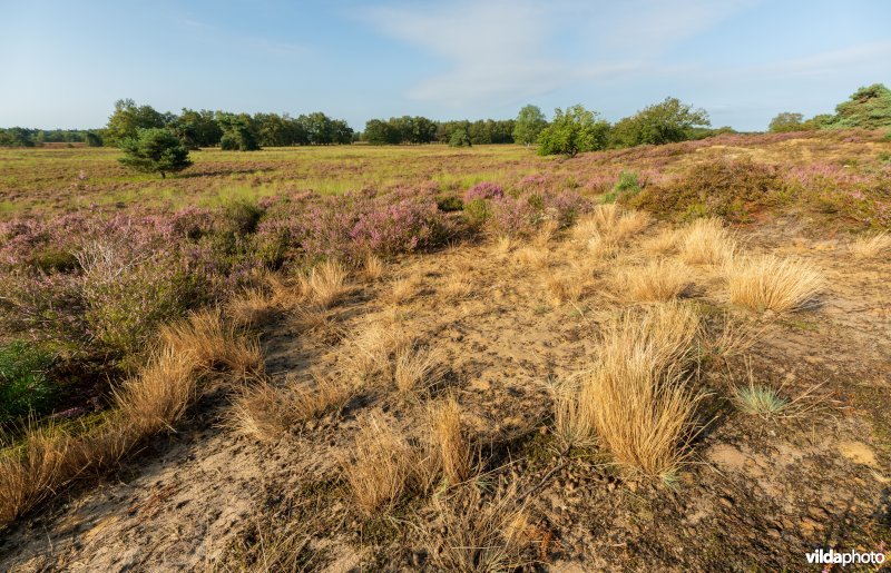 Buntgras op een landduin