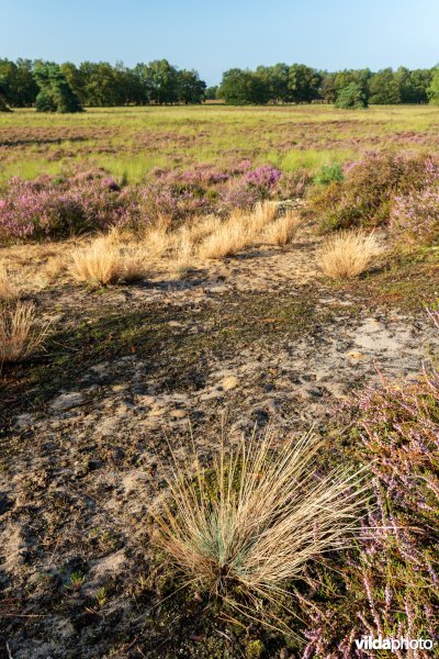 Buntgras op een landduin