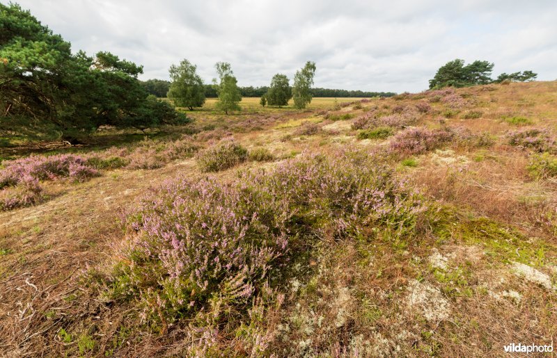 Heide op een landduin