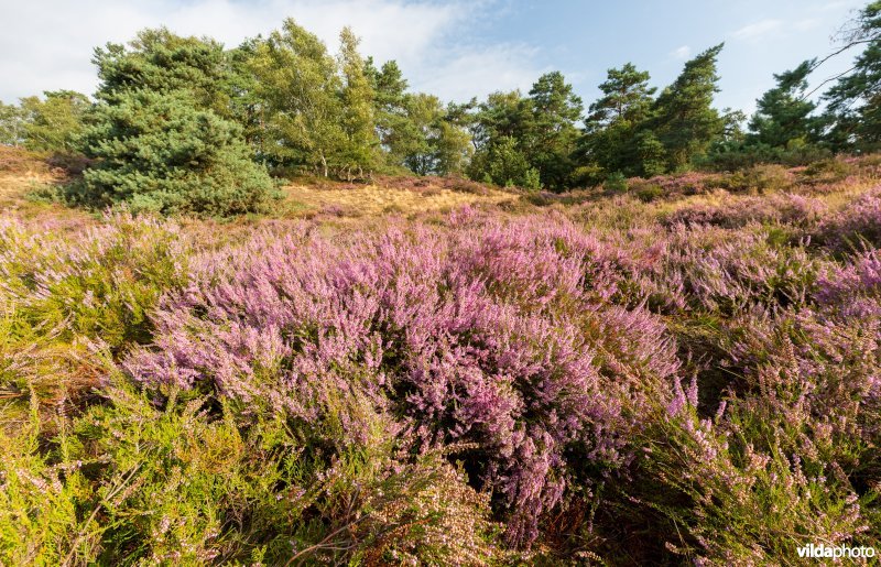 Heide op een landduin