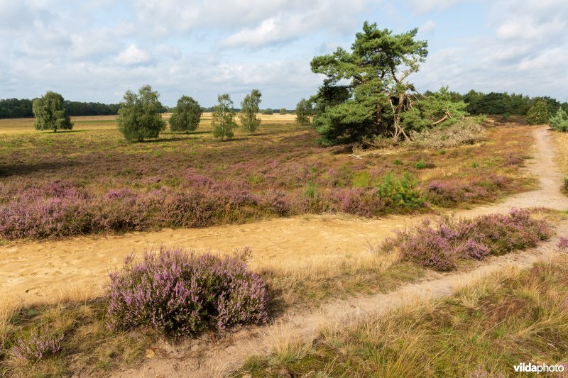 Buntgrasvegetatie langs een wandelpad