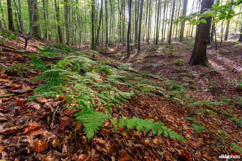 Habitat 9120 Zuurminnende beukenbossen
