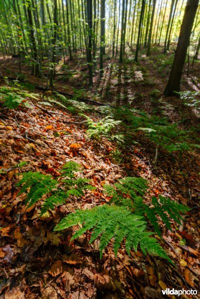 Habitat 9120 Zuurminnende beukenbossen