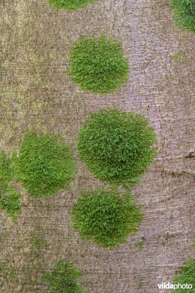 Levermossen in een beukenbos