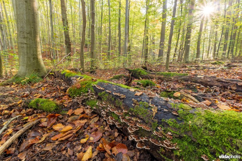 Habitat 9120 Zuurminnende beukenbossen