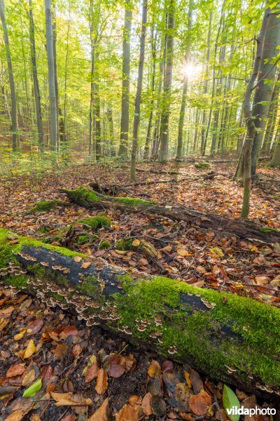 Habitat 9120 Zuurminnende beukenbossen