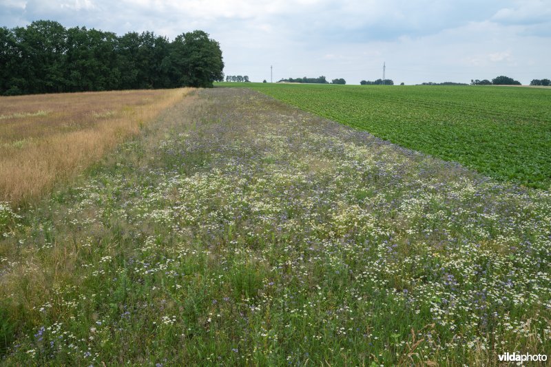 Bloemenrand naast akker