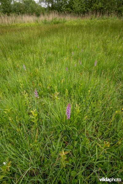 Blauwgrasland met Grote muggenorchis